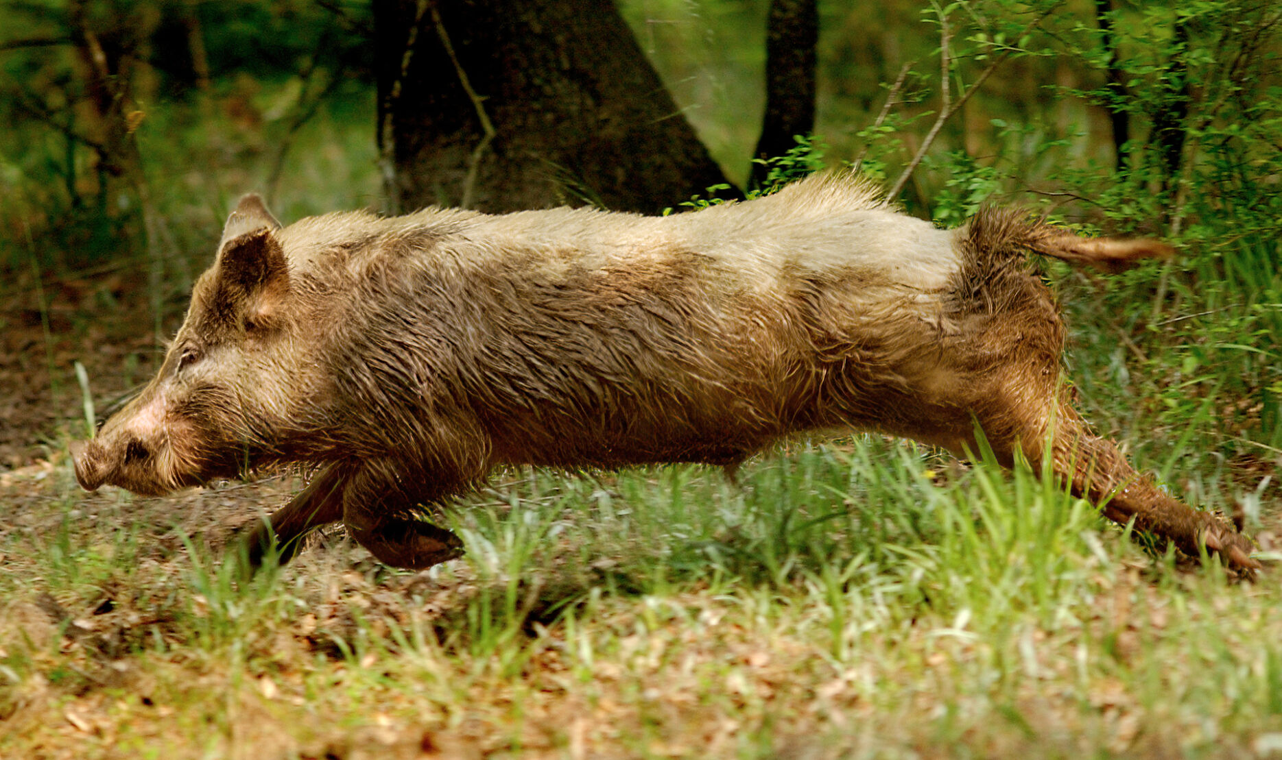 Wild Hogs invading suburban Charleston (copy) (copy)